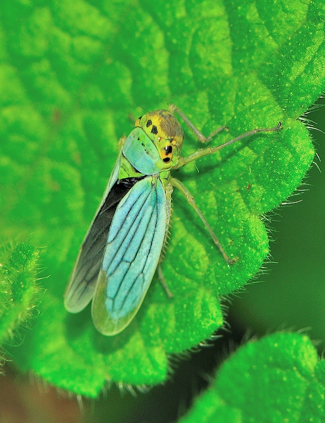 Cicadella viridis